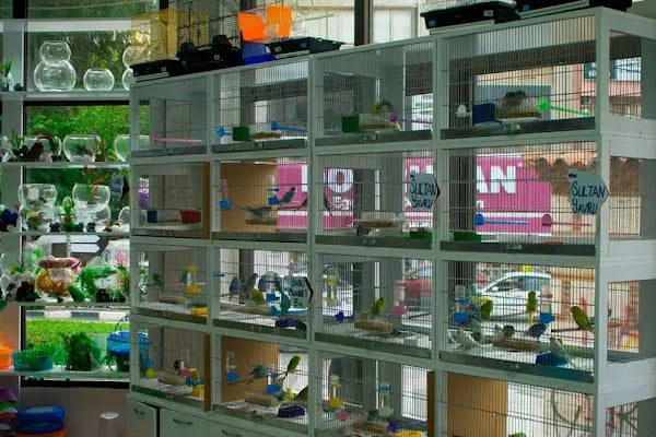 Kültür Petshop Alo Mama Hattı - Resim 2