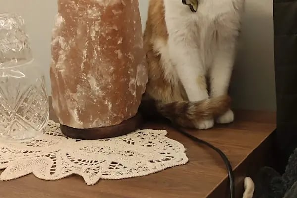 MyVet Veteriner Kliniği - Erzurum - Resim 5