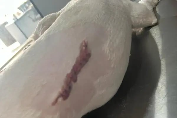 MyVet Veteriner Kliniği - Erzurum - Resim 14