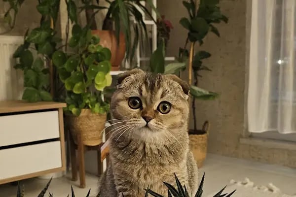 MyVet Veteriner Kliniği - Erzurum - Resim 9