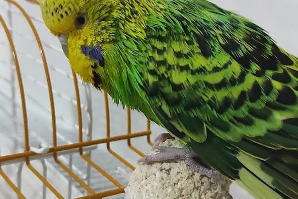 MyVet Veteriner Kliniği - Erzurum - Resim 11