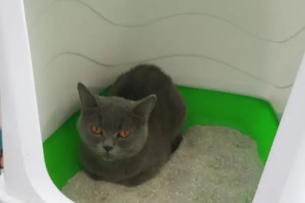 MyVet Veteriner Kliniği - Erzurum - Resim 13