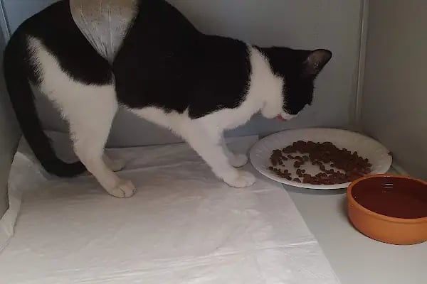 Meoof Veteriner Kliniği - Resim 10