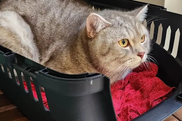 Meoof Veteriner Kliniği - Resim 11