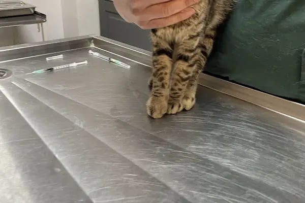 Meoof Veteriner Kliniği - Resim 2
