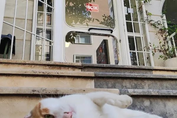 Meoof Veteriner Kliniği - Resim 8