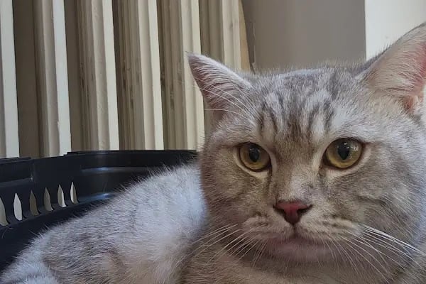 Meoof Veteriner Kliniği - Resim 5