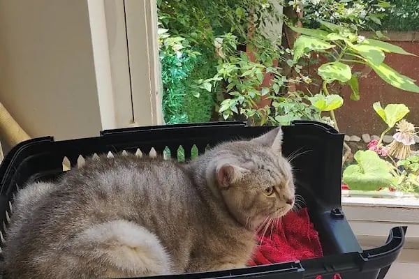 Meoof Veteriner Kliniği - Resim 12