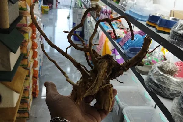 Antika Petshop - Resim 20