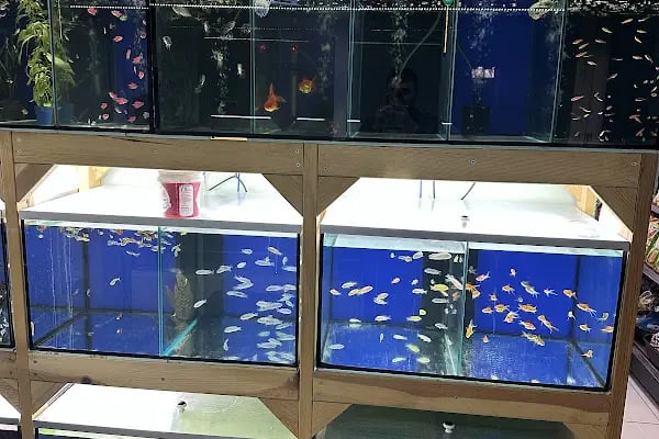 Antika Petshop - Resim 12