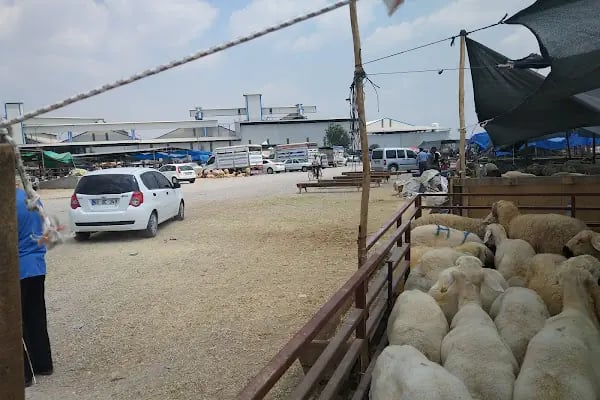 Ceyhan Belediyesi Canlı Hayvan Pazarı - Resim 6