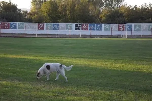 Susurluk Stadyumu - Resim 16