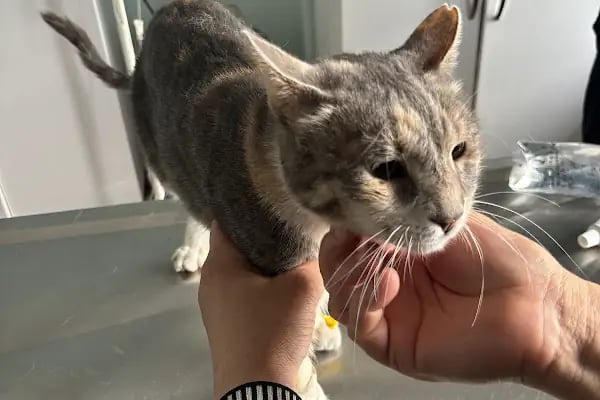 PanVet Gaziantep Veteriner Kliniği - Resim 7