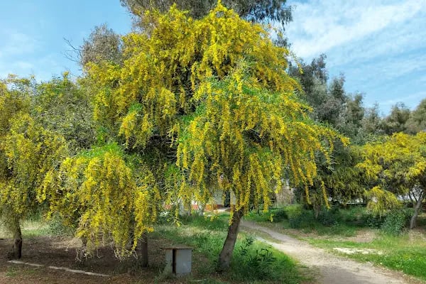 Mersin Yüzüncü Yıl Tabiat Parkı - Resim 19