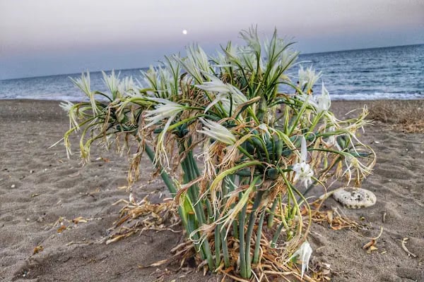 Mersin Yüzüncü Yıl Tabiat Parkı - Resim 20