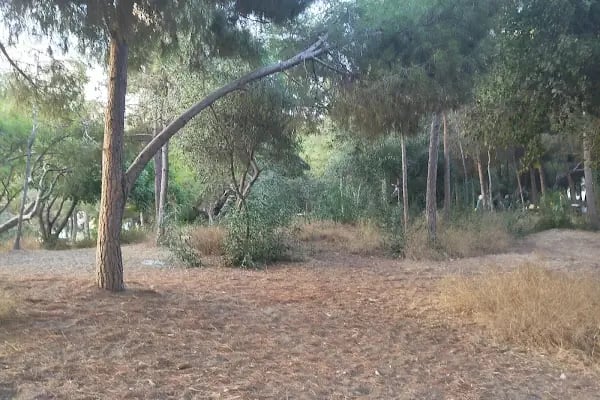 Mersin Yüzüncü Yıl Tabiat Parkı - Resim 2