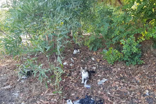 Mersin Yüzüncü Yıl Tabiat Parkı - Resim 17