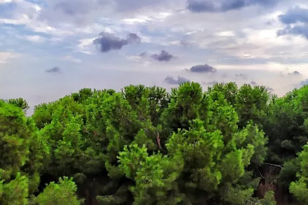 Mersin Yüzüncü Yıl Tabiat Parkı - Resim 13