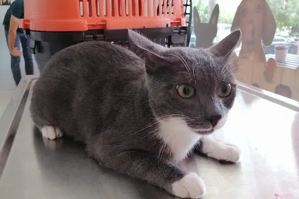 Vetocan Veteriner Kliniği - Resim 1