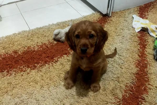 Vetocan Veteriner Kliniği - Resim 5