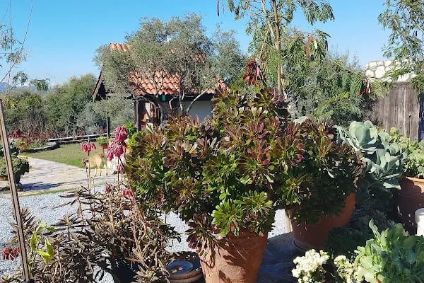 Olive Garden Retreat (Yoga/Meditation Center, Organik Dükkan) - Resim 12