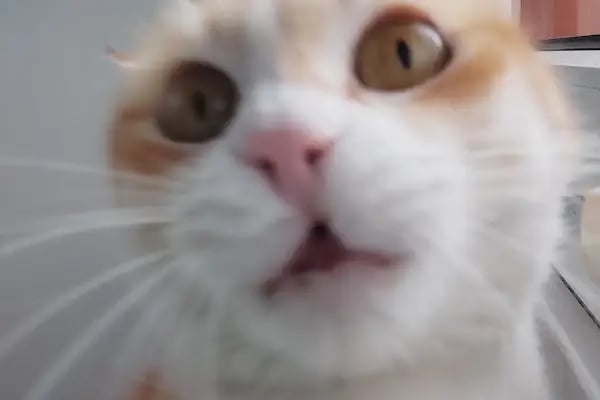 Fauna Veteriner Kliniği - Resim 15