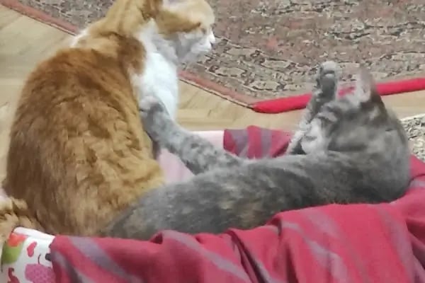 Fauna Veteriner Kliniği - Resim 12