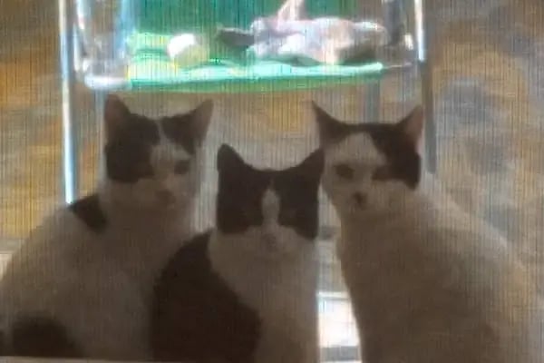 Fauna Veteriner Kliniği - Resim 16