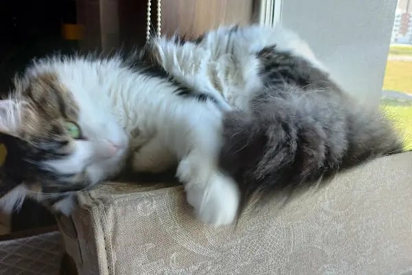 Fauna Veteriner Kliniği - Resim 8
