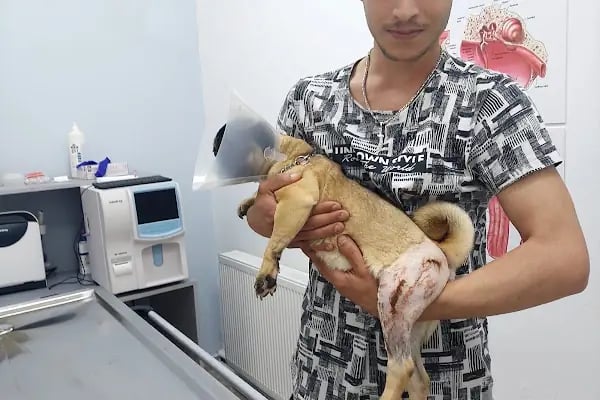 Emek Keçiören Veteriner Kliniği - Resim 14