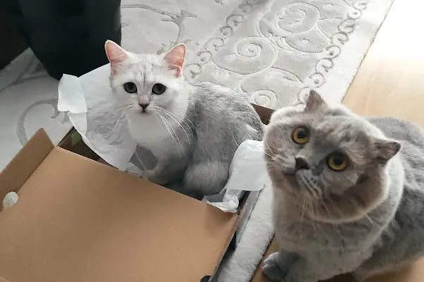 Emek Keçiören Veteriner Kliniği - Resim 19