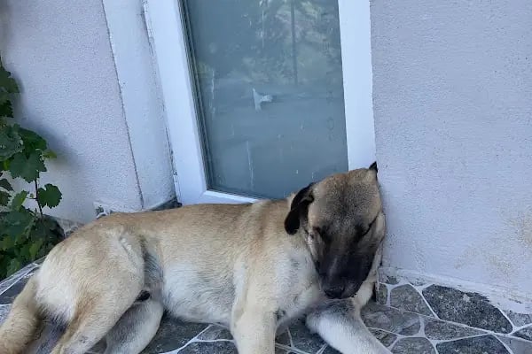 Emek Keçiören Veteriner Kliniği - Resim 9