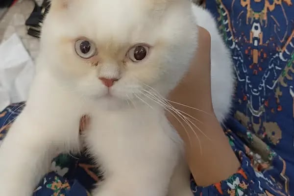 Emek Keçiören Veteriner Kliniği - Resim 2