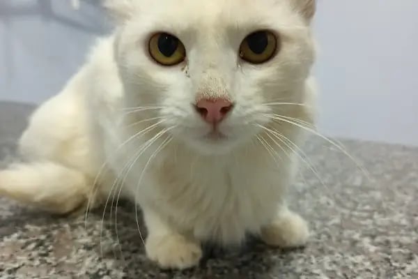Planet Veteriner Kliniği - Resim 6