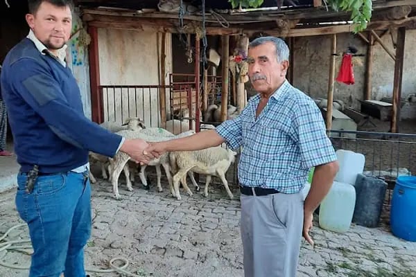 Kar Tanesi Karya Koyun Yetiştiriciliği - Resim 7