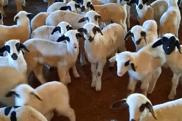 Kar Tanesi Karya Koyun Yetiştiriciliği - Resim 10