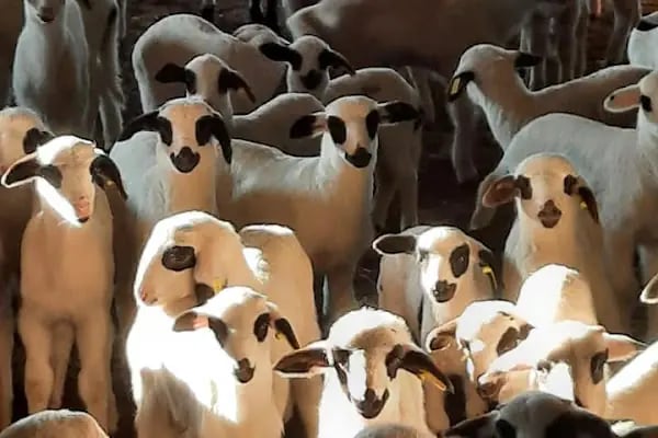 Kar Tanesi Karya Koyun Yetiştiriciliği - Resim 8