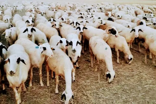 Kar Tanesi Karya Koyun Yetiştiriciliği - Resim 1
