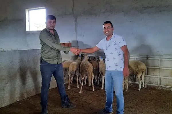 Kar Tanesi Karya Koyun Yetiştiriciliği - Resim 6