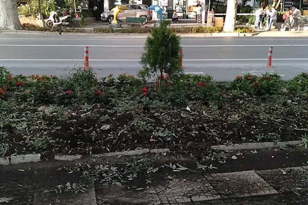 Bağdat Zümrüt Fotoğrafçılık - Resim 11