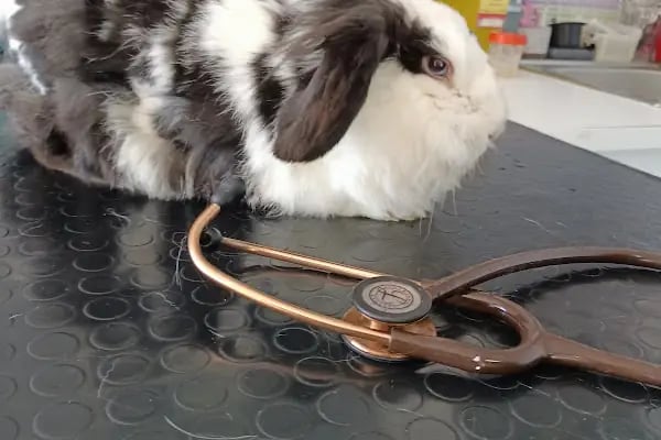 Pethome Veteriner Kliniği - Resim 12
