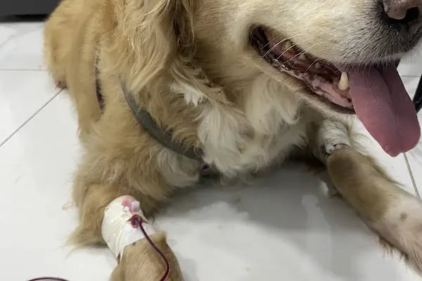 Pethome Veteriner Kliniği - Resim 18