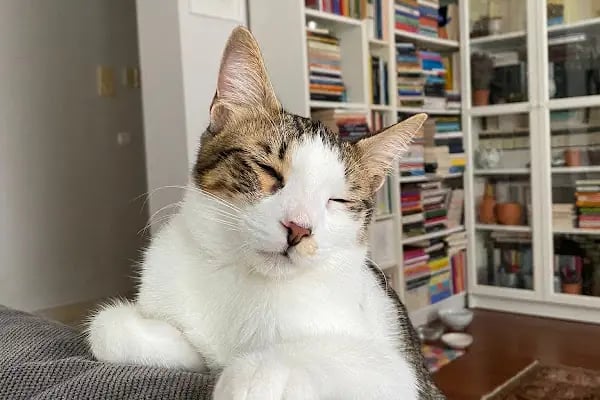 Pethome Veteriner Kliniği - Resim 6