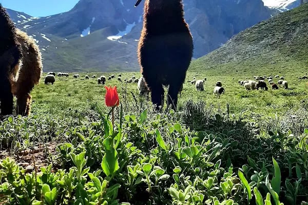 Karboğazı Kayak Merkezi Küme Evler - Resim 10