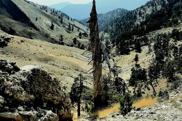 Karboğazı Kayak Merkezi Küme Evler - Resim 9