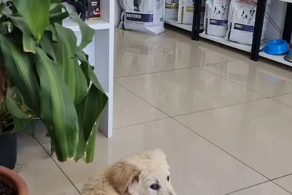 Bodrum Veteriner Kliniği - Resim 4