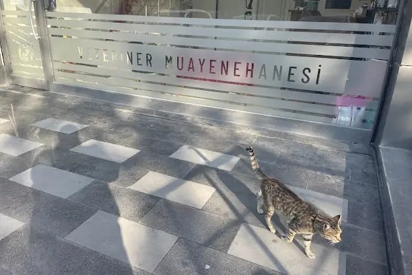 PhD Point Veteriner Kliniği - Resim 8