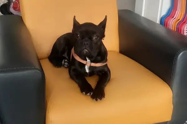 Ünlü Veteriner Kliniği - Resim 6