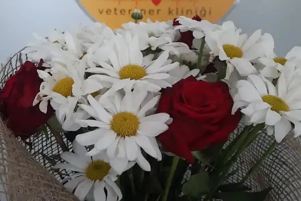 Ünlü Veteriner Kliniği - Resim 4