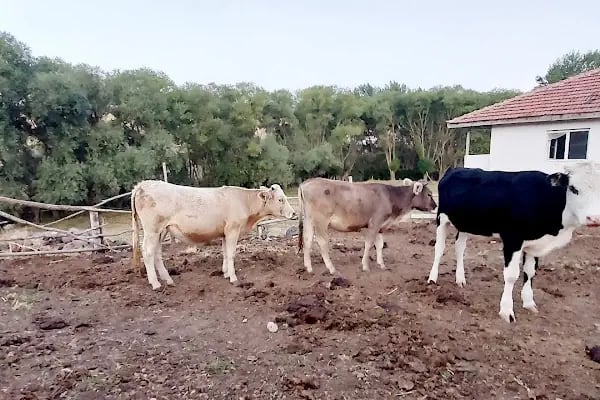 Bayındır Gölü Ankara - Resim 6
